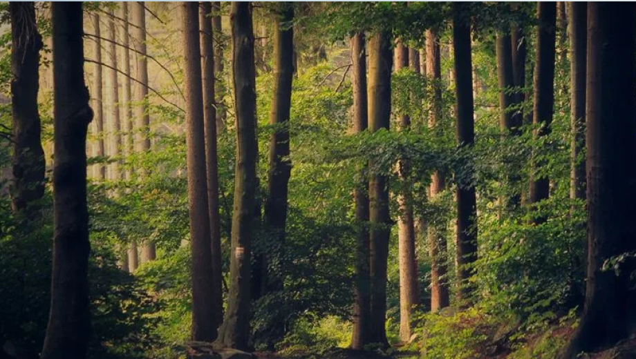 Carbon Happy Tracker™